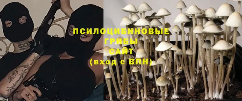 купить наркотики цена  Орехово-Зуево  Галлюциногенные грибы Cubensis 